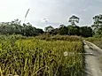 Tanjung Malim Perak