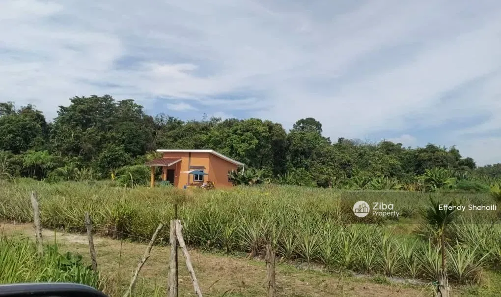 Bentong Sabai